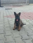 Белгийска овчарка, снимка 4