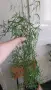 Аспарагус фалкатус, голям горски аспарагус, Asparagus falcatus, снимка 3