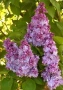 Люляк / Lilac, снимка 2