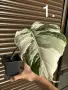 Monstera Albo Variegata (Монстера Албо Вариегата), снимка 3