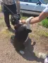 Кръстоска Алабай и Кане Корсо, снимка 3