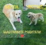 Голдън ретривър (Golden retriever) кученца , снимка 5