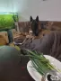 Белгийски овчарки, снимка 2