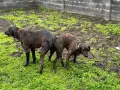 Свободни кученца Плотхаунд, снимка 18