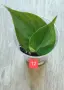 Филодендрон- Philodendron Hederaceum Variegata, снимка 12