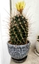 Цъфтящ кактус Thelocactus setispinus, снимка 5
