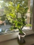 Каучуково растение (Syngonium grantii) , снимка 1