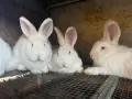 Новозеландски и Пеперуди, снимка 2