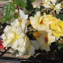 Млади насаждения розички , снимка 5