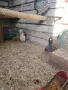 Свободни Гълъби Яканлии, снимка 6