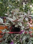 Традесканция (Tradescantia zebrina), снимка 1
