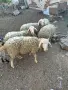 4 мъжки агнета___, снимка 3