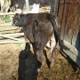 Телета Копривщица , снимка 3