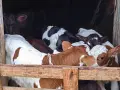 свободни бозайници и отбити телета, снимка 5