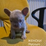 Френски булдог търси дом 🐾 Малки френски булдочета на 40 дни търсят своето  ново  семейство. , снимка 14