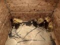 продавам малки крякащи патета (юрдечета), снимка 1