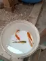 Продавам езерни рибки , снимка 2