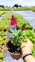 Buddleja dav. Butterfly Candy Little Ruby, снимка 3