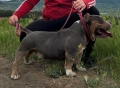 Американско були ПОКЕТ / American bully POCKET, снимка 4