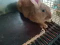 Продавам зайци., снимка 6