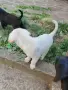 кученца лабрадори, снимка 4