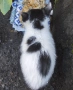 Котета търсят дом, снимка 15