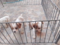 Продава Кинг Чарлз Кавалер, снимка 8