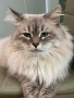 Невска маскарадна котка , снимка 5