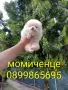 Женски Померан. , снимка 5