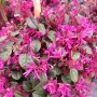 Лоропеталум Черна перла, Loropetalum Chinense Black Pearl, снимка 3