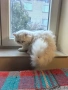 продавам персийско коте женско, снимка 1