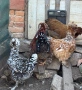 Разплодни яйца от Струмски кокошки, снимка 2