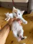 Ангорско Котенце + Доставка 50 евро, снимка 4