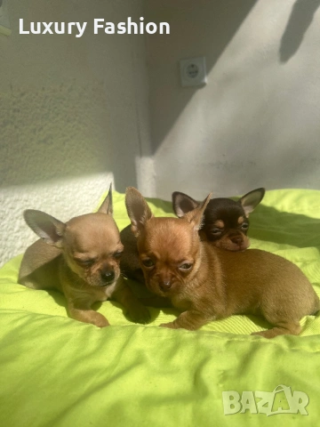 Чихуахуа кученца , снимка 8 - Чихуахуа - 54217329