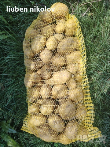 Картофи Сорая клас А