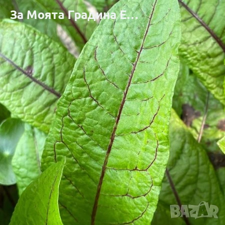 Киселец - Лапад, снимка 3 - Градински цветя и растения - 54020372