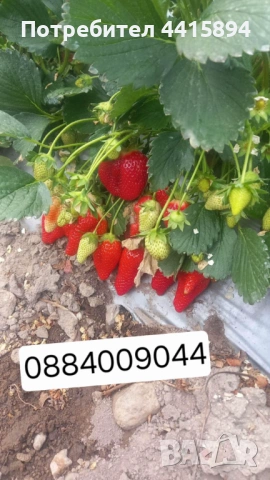 Разсад малини и ягоди , снимка 3 - Сортови семена и луковици - 54135567