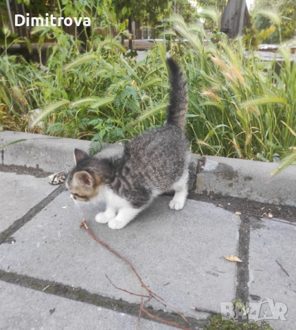 Котета търсят дом, снимка 17 - Други - 54756003