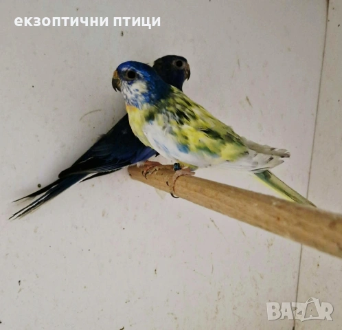 Продавам двойка Неофеми 