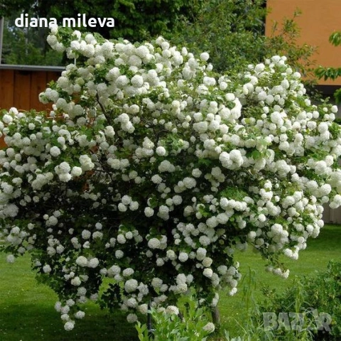 Калина, Картоп, Viburnum opulus ‘Roseum’, снимка 2 - Градински цветя и растения - 54754707