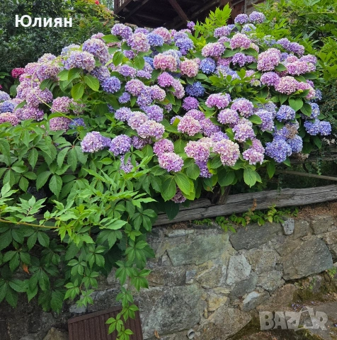 Хортензия ,розова ,бяла,синя