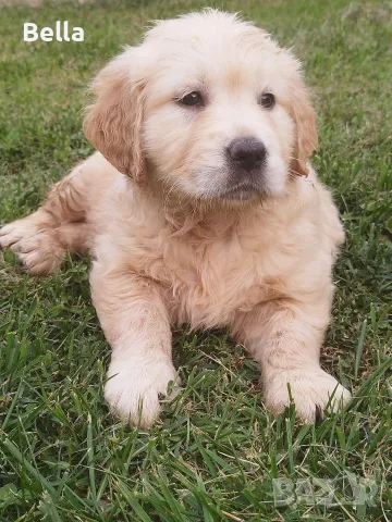 Golden retriever /puppies 