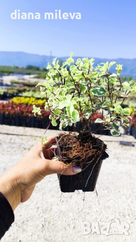 Питоспорум, Pittosporum Tenuifolium Variegatum, снимка 5 - Градински цветя и растения - 54372175