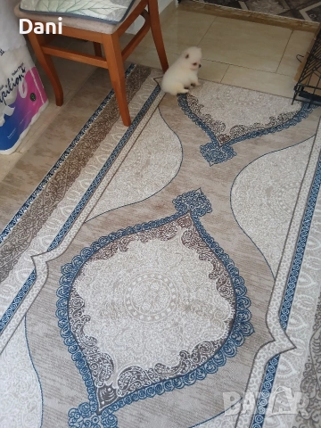 Mini Pomeran, снимка 6 - Померан - 54685042