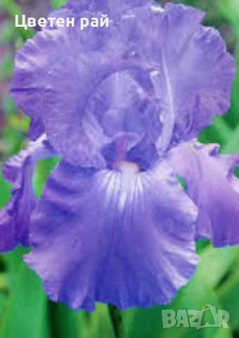 Ризоми на ириси 2€брой цвят на късмет от показаните , снимка 2 - Градински цветя и растения - 54198963