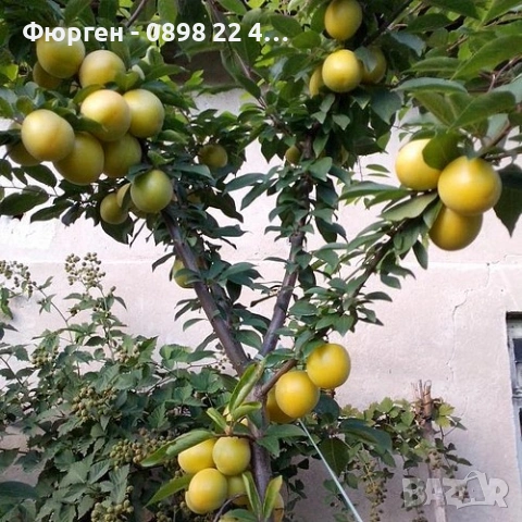 Слива - Ту-Сун Фиданки , снимка 7 - Разсади - 51852228