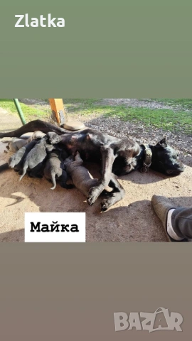 Кане корсо, снимка 9 - Кане корсо - 54104454