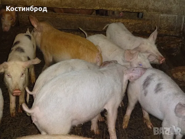 ПРАСЕТА 70 - 100 КИЛА. АКЦИЯ - ОТ 450 ЕВРО., снимка 5 - Прасета - 55636122
