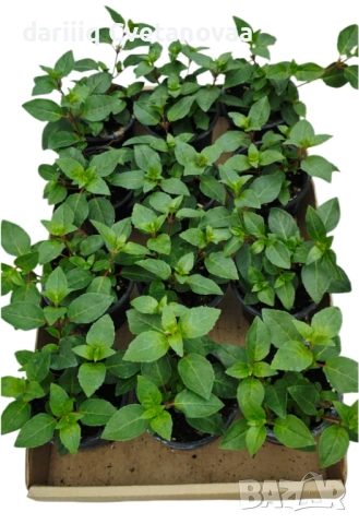 КАСКАДНА ФУКСИЯ ЦАРИЦАТА НА ЦВЕТЯТА , снимка 16 - Градински цветя и растения - 54220317