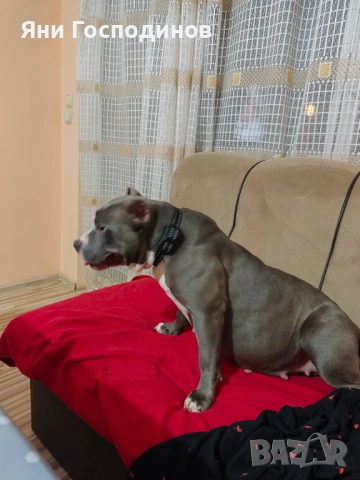 American bully standart